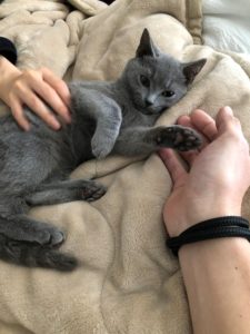 button-only@2x pet20_05